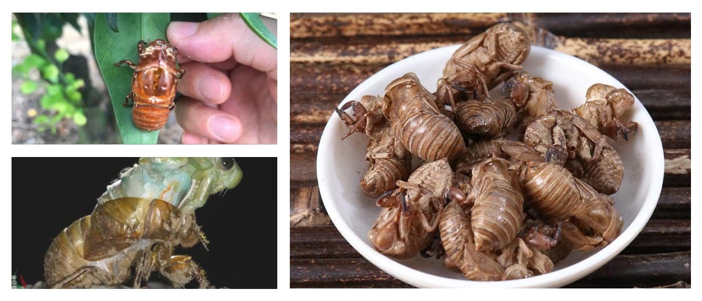 Cicada Molting(Chan Tui,Cicada Slough,Cicada Shell,Cicada Exuviae)