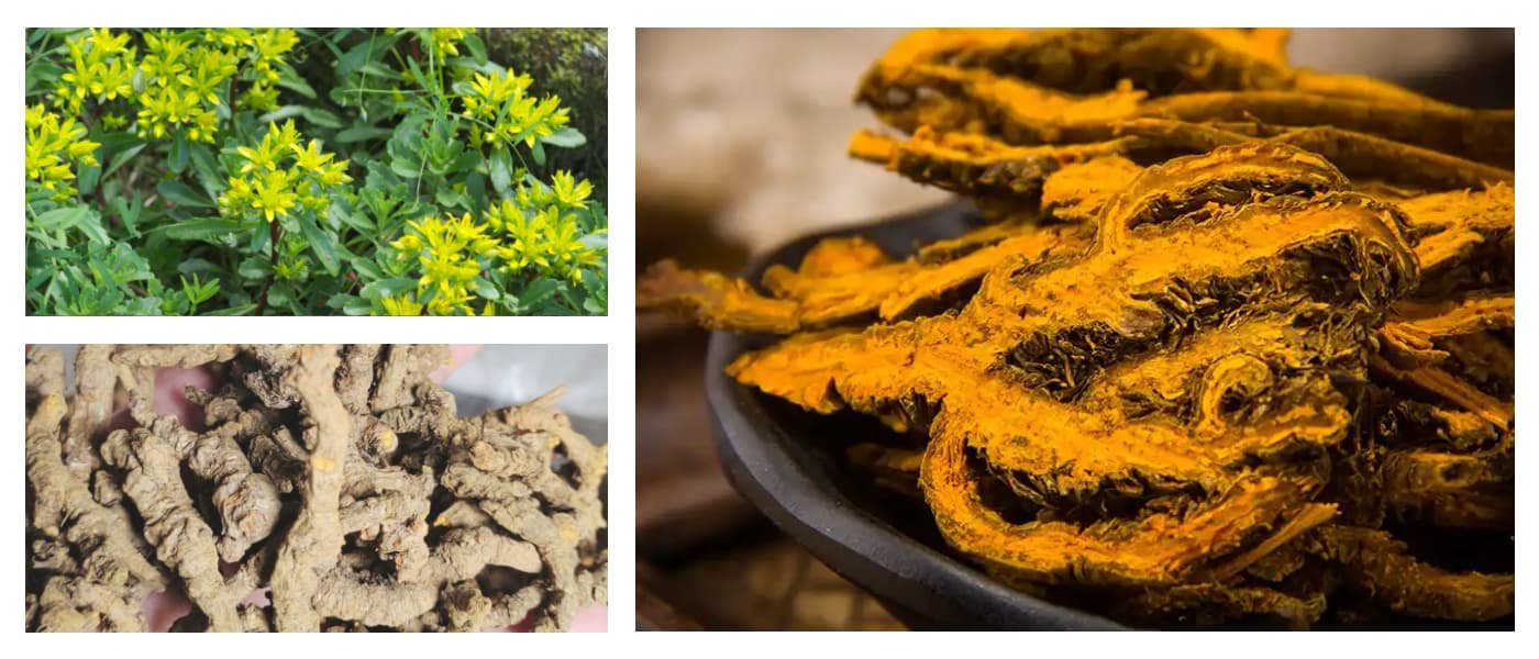 Coptis Root(Chinese Goldthread,Huang Lian,Coptis chinensis,Goldthread Root)