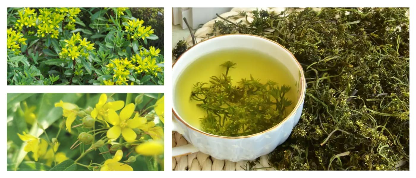 Coptis Flower(Coptis chinensis flower,Huang Lian Flower,Huang Lian Hua)