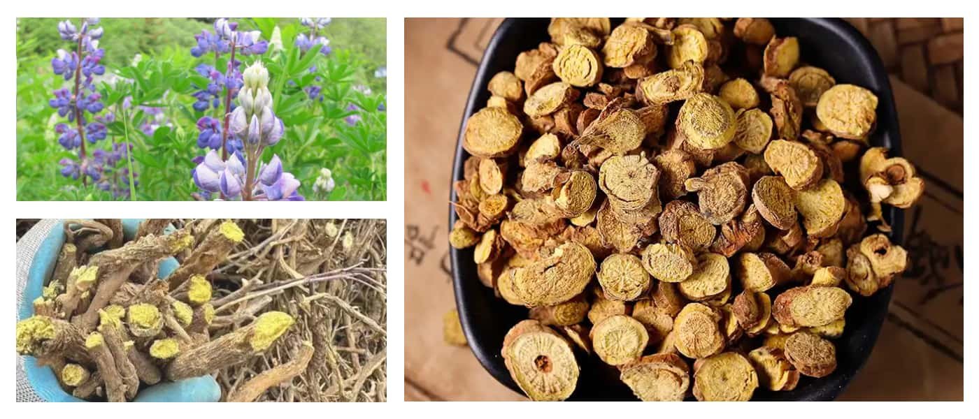 Baikal Skullcap Root (Huang Qin,Chinese Skullcap Root,Scutellaria Baicalensis)