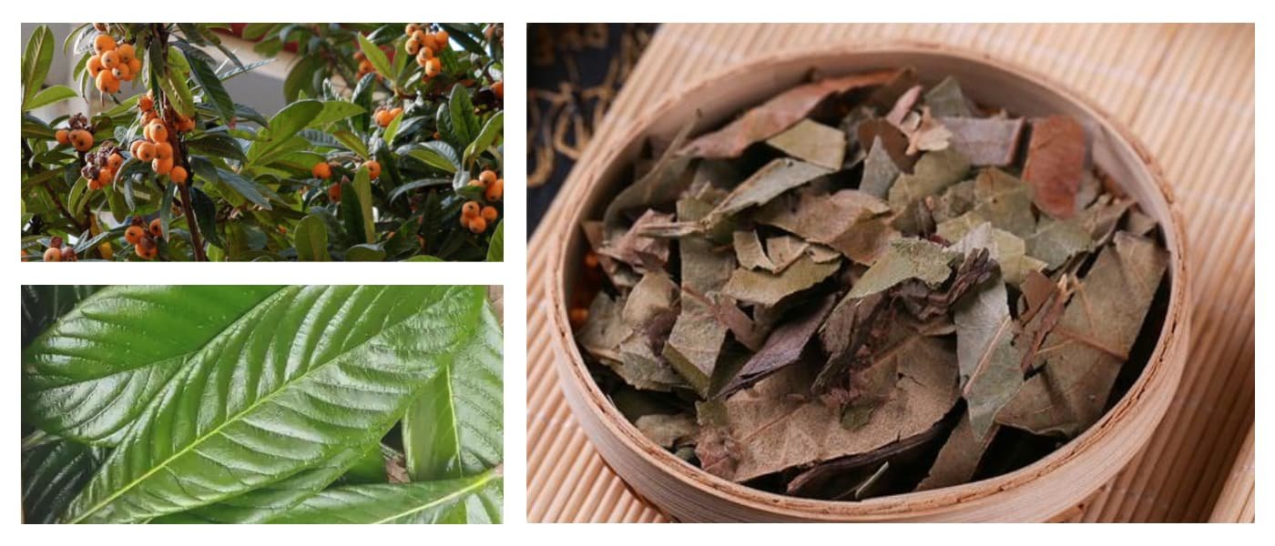 Loquat Leaf (Pi Pa Ye,Loquat Leaves,Folium Eriobotryae)