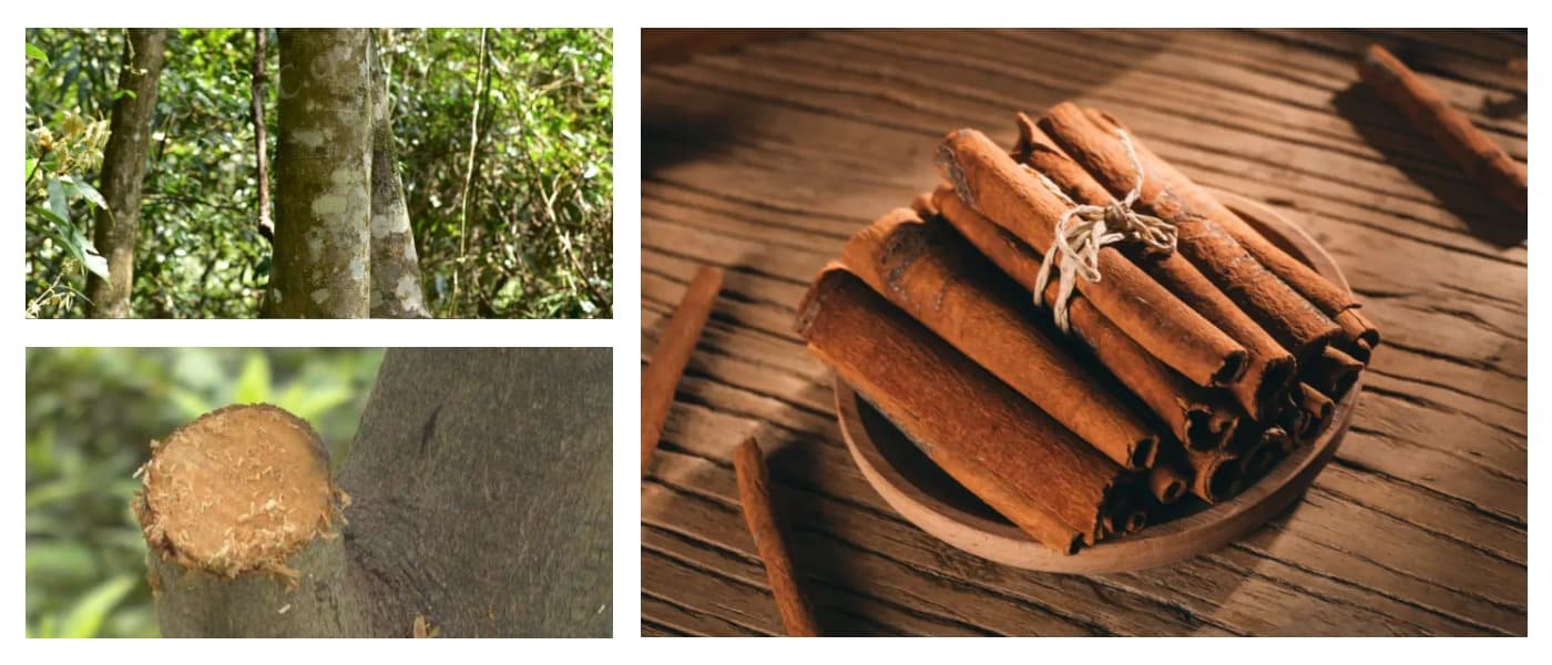 Cinnamon Bark (Rou Gui,Chinese Cinnamon,Cortex Cinnamomi)