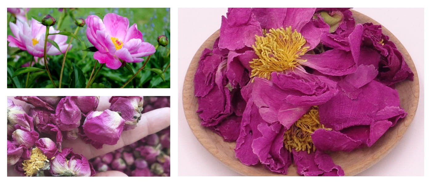 Chinese Peony Flower (Paeonia lactiflora Flower, Shao Yao Hua)