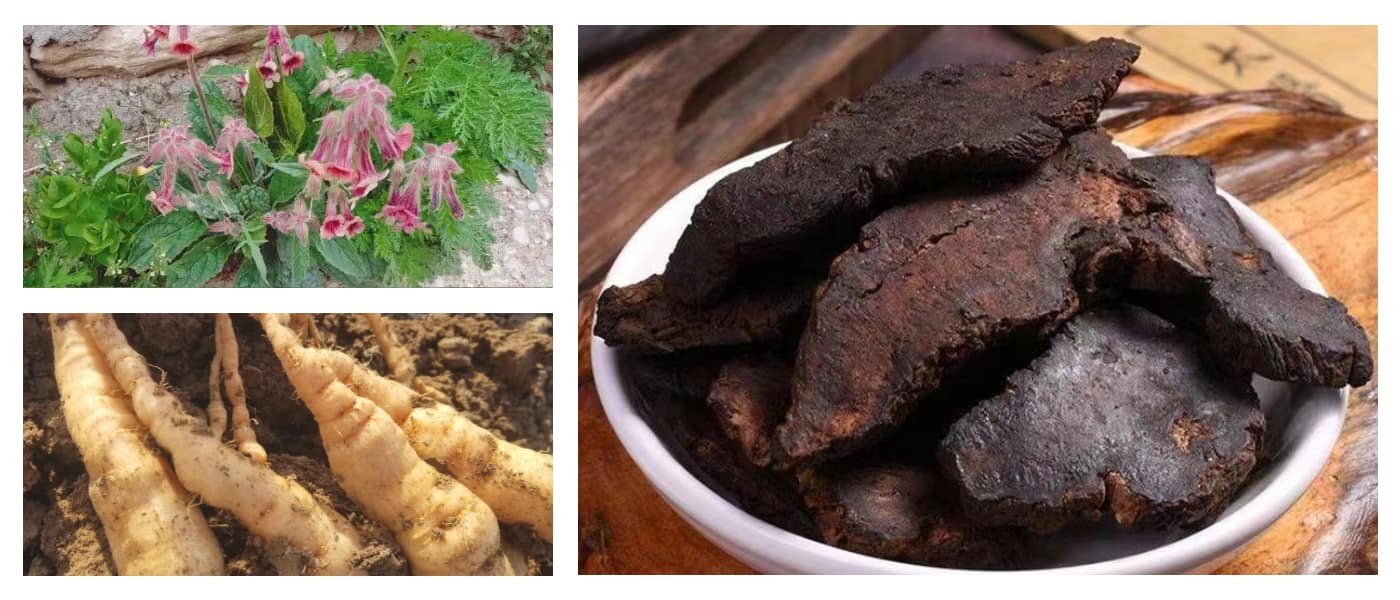 Raw Rehmannia Root (Sheng Di Huang)
