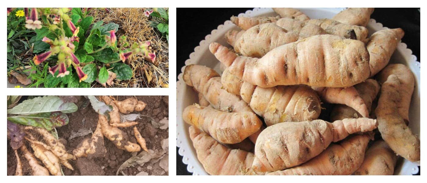 Fresh Rehmannia Root (Xian Di Huang)